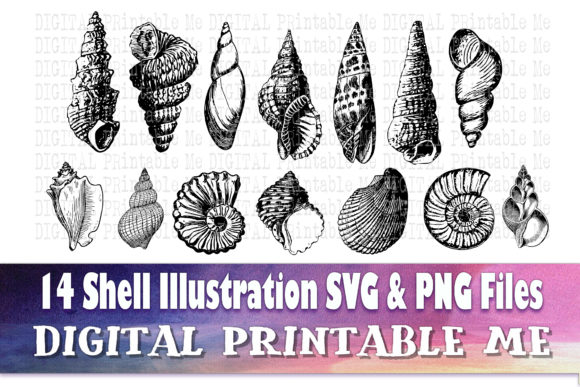 Download Sea Shell Line Art, Drawing Beach - Drawing Collection