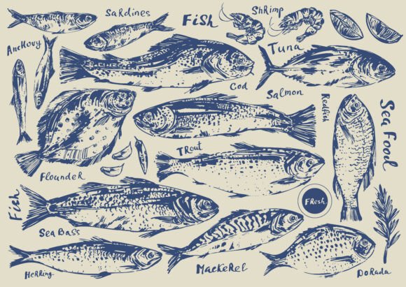 Download Fish Illustration Set - Fish Collection