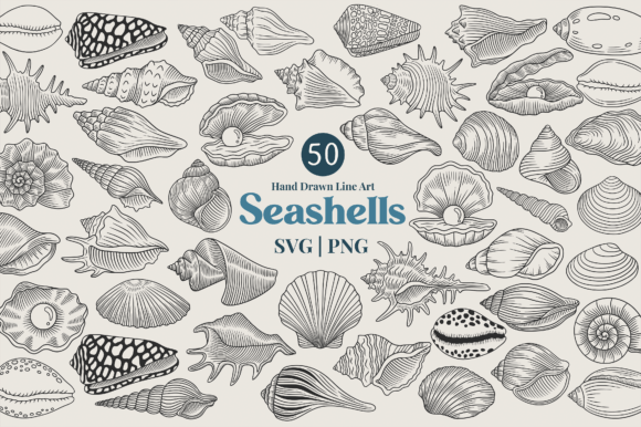 Download Seashell Line Art Clipart Bundle - Bundle Collection