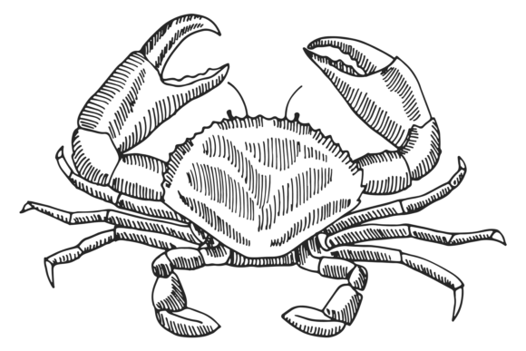 Download Crab Engraving. Hand Drawn Shellfish. Se - Fish Collection