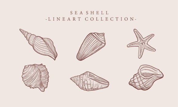 Download Vintage Illustration Starfish Shell - Fish Collection