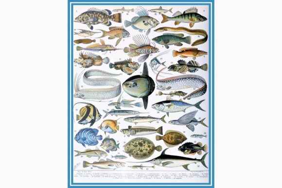 Download Fishes by Adolphe Millot a - Fish Collection
